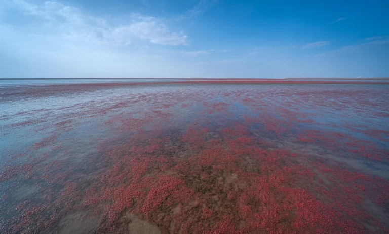 découvrez la plage rouge de panjin en chine, un site naturel exceptionnel où la végétation rouge flamboyante crée un paysage unique et fascinant à ne pas manquer.